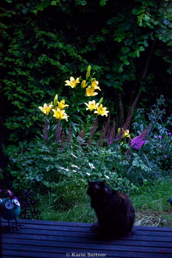 gelbe Lilien - leuchten fast im Dunkeln!