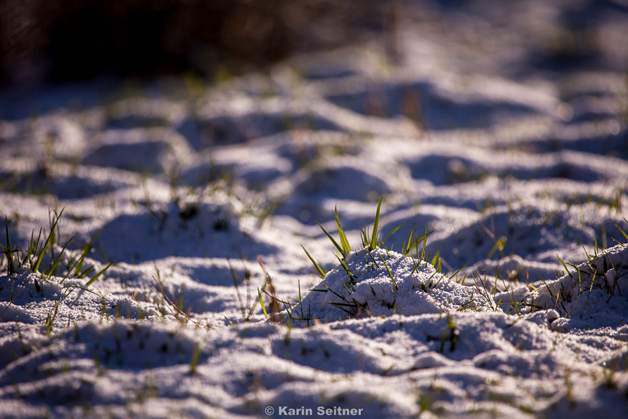 Gras im Schnee - 17.1.2016