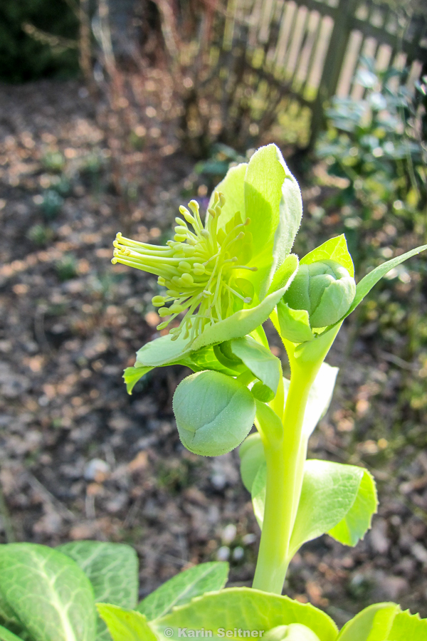 Helleborus in grün - 11.3.2016