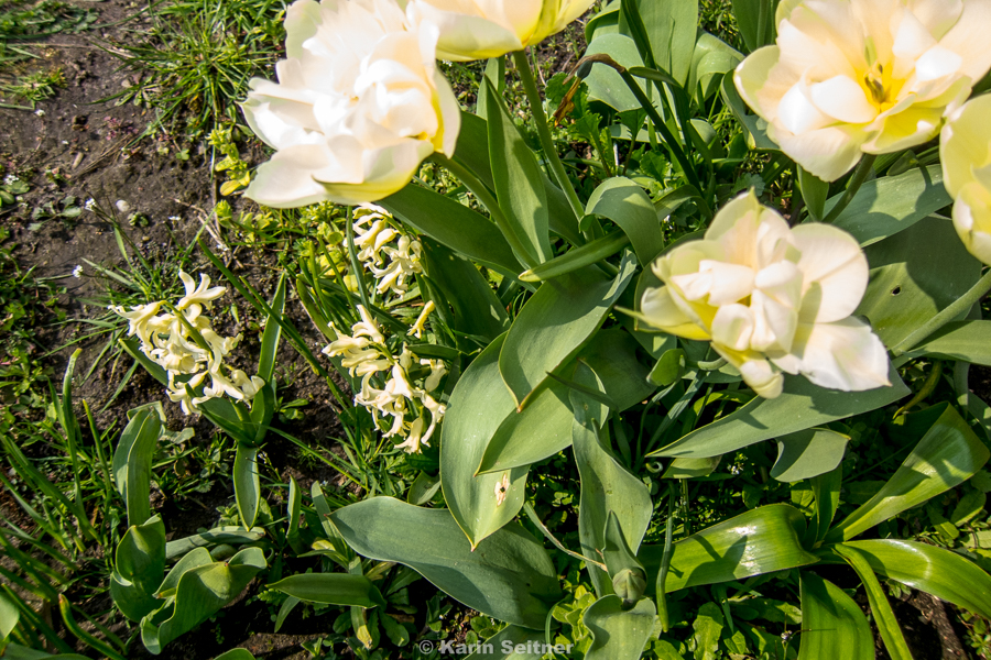 die ersten Tulpen 2016 - 9.4.2016