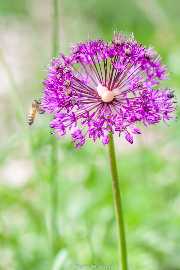 Biene auf Allium - 25.5.2017